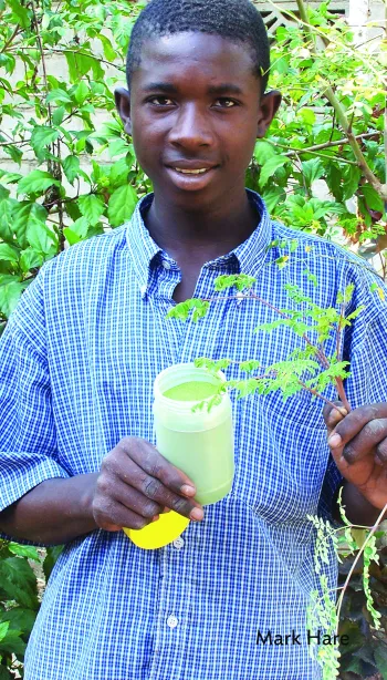 Bag of moringa tree seeds