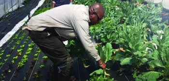 Urban farming in Baltimore