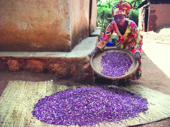 Rwandan women cultivating beans