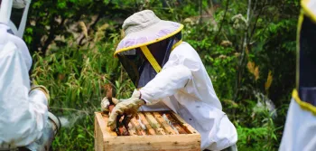 Beekeeping in Guatemala