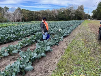 Gullah farmer in garden