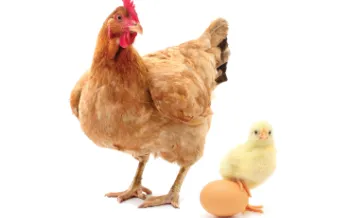 Chicken, chick and egg